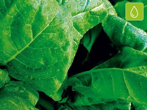 Línea Desintoxicación FuXion