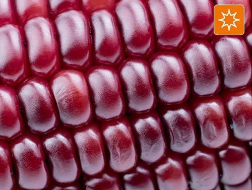 Línea Energía FuXion